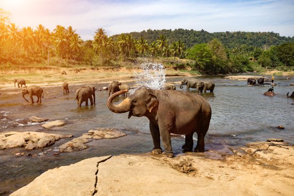 about ceylontravel.info